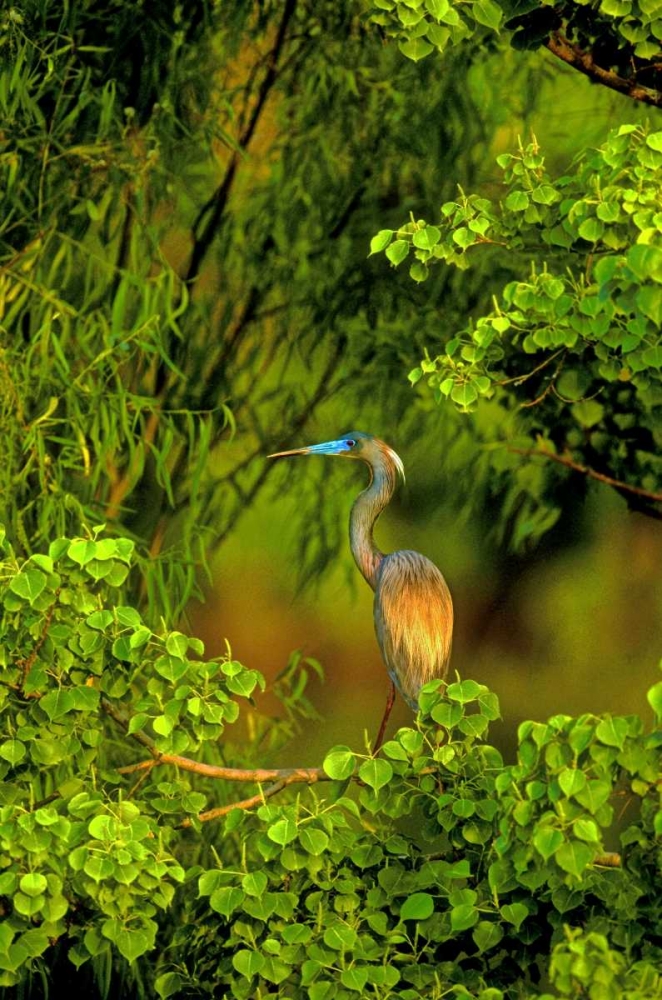 Wall Art Painting id:135787, Name: Texas Tricolored heron perched in trees, Artist: Welling, Dave