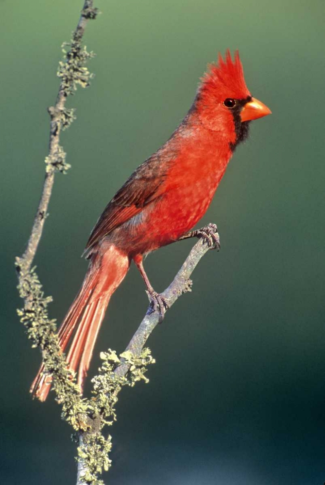 Wall Art Painting id:135877, Name: TX, McAllen Cardinal on lichen-covered branch, Artist: Welling, Dave