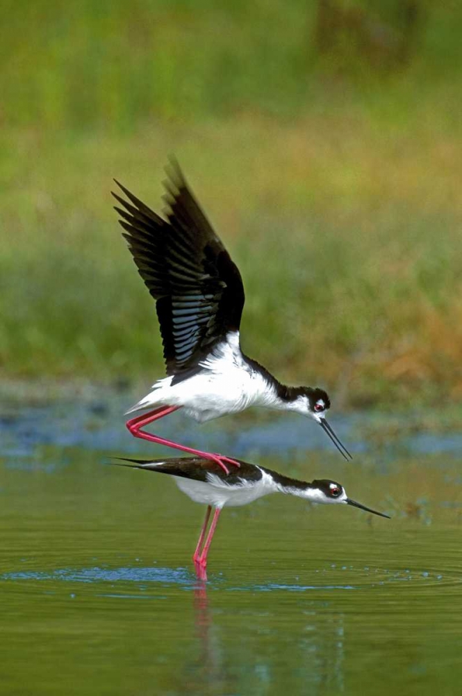 Wall Art Painting id:135827, Name: TX, McAllen Wild black-necked stilts mating, Artist: Welling, Dave