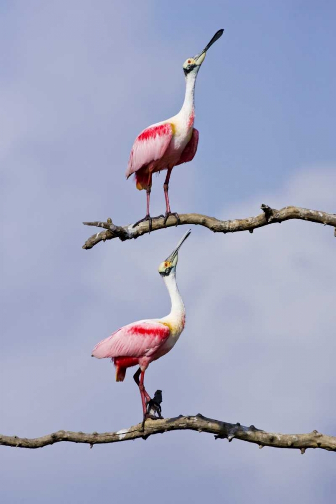 Wall Art Painting id:130844, Name: TX, High Island, Roseate spoonbill pair, Artist: Lord, Fred