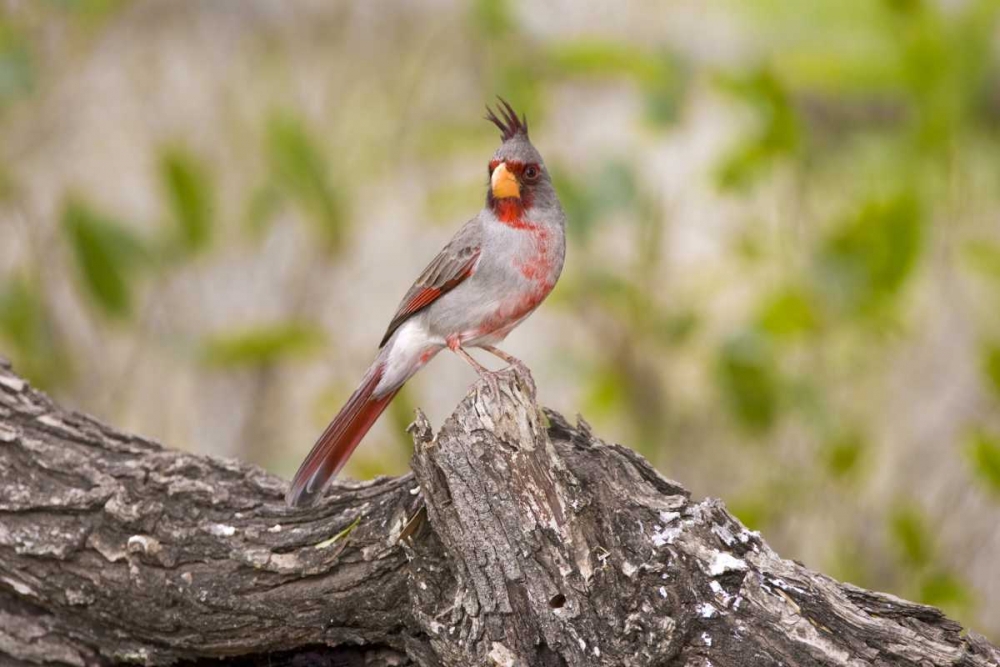 Wall Art Painting id:130856, Name: TX, Mission, Male pyrrhuloxia bird on log, Artist: Lord, Fred