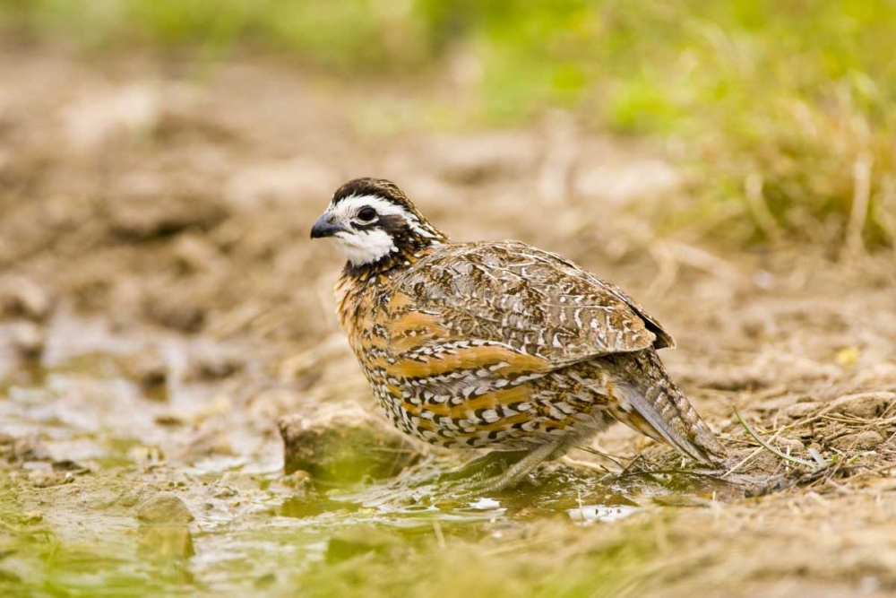 Wall Art Painting id:130828, Name: TX, Mission, Male northern bobwhite, Artist: Lord, Fred