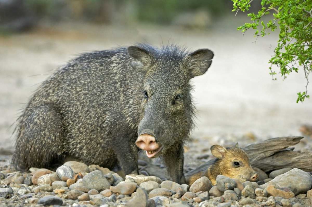 Wall Art Painting id:135808, Name: TX, Rio Grande Valley Javelinas amid rocks, Artist: Welling, Dave