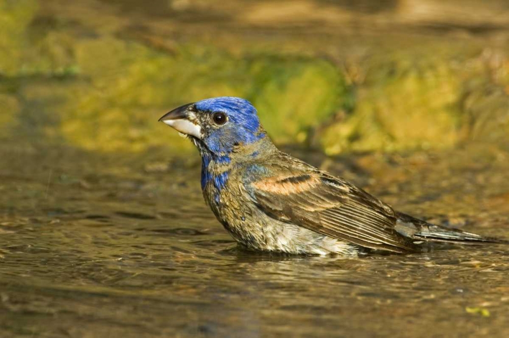 Wall Art Painting id:135892, Name: Texas, Rio Grande Valley Blue grosbeak bathing, Artist: Welling, Dave