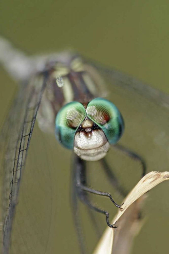 Wall Art Painting id:128868, Name: Texas, McMullen County Dragonflys head, Artist: Illg, Cathy and Gordon