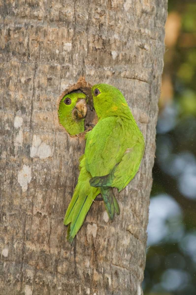 Wall Art Painting id:135816, Name: TX, McAllen Green parakeets at cavity nest, Artist: Welling, Dave