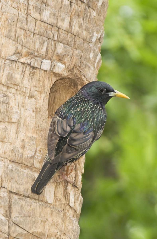 Wall Art Painting id:135832, Name: TX, McAllen European starling making a nest, Artist: Welling, Dave