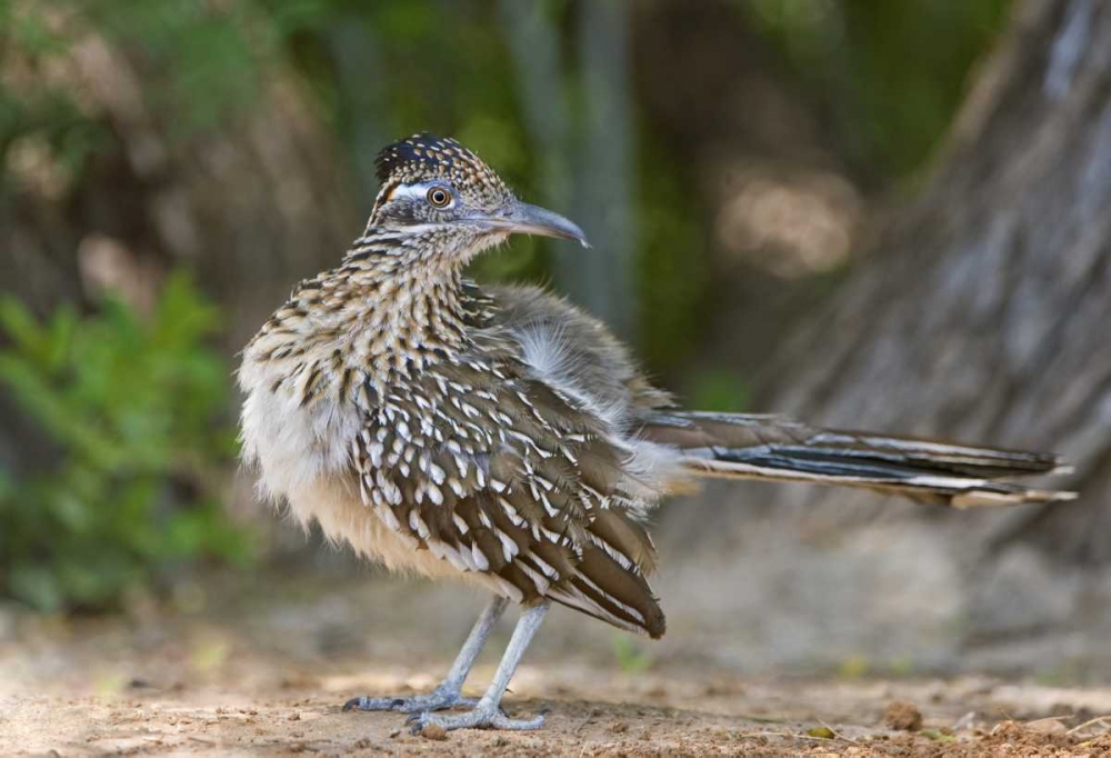 Wall Art Painting id:135942, Name: Texas, Rio Grande Valley Greater roadrunner bird, Artist: Welling, Dave