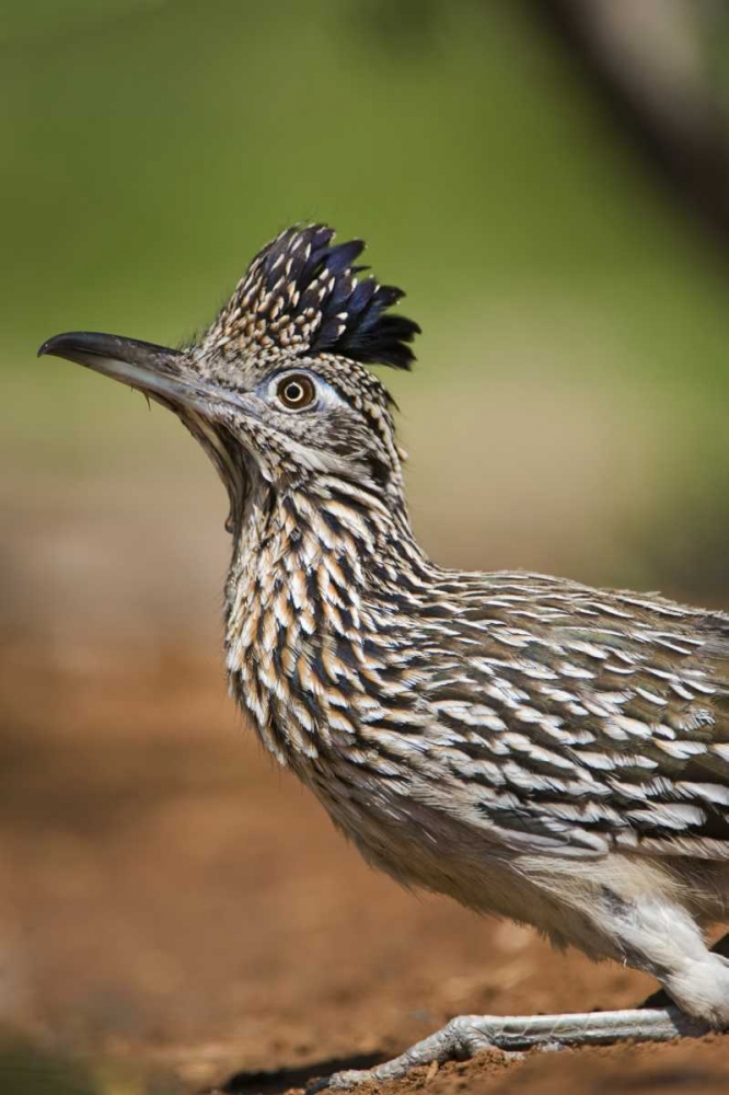 Wall Art Painting id:135943, Name: Texas, Rio Grande Valley Greater roadrunner bird, Artist: Welling, Dave