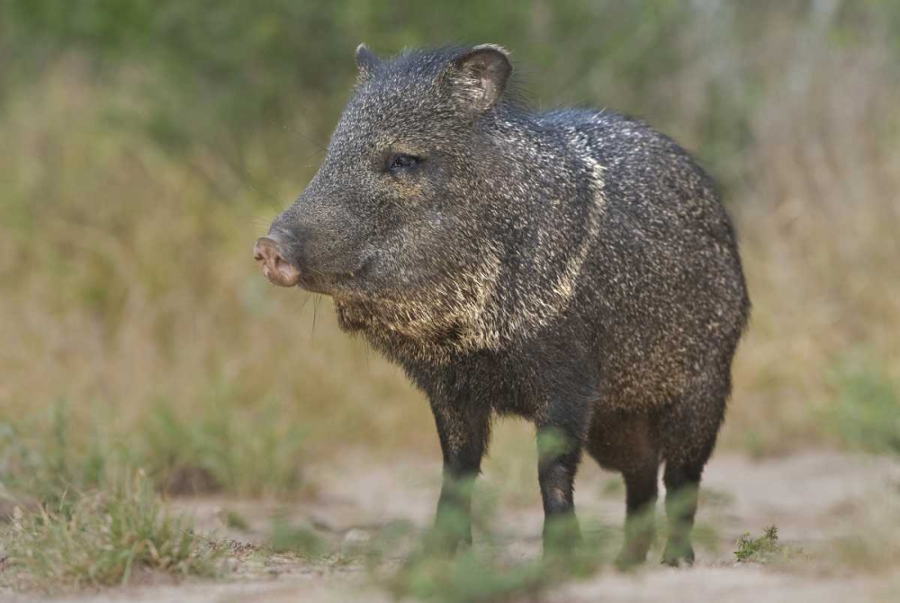 Wall Art Painting id:135866, Name: Texas, Rio Grande Valley Close-up of javelina, Artist: Welling, Dave