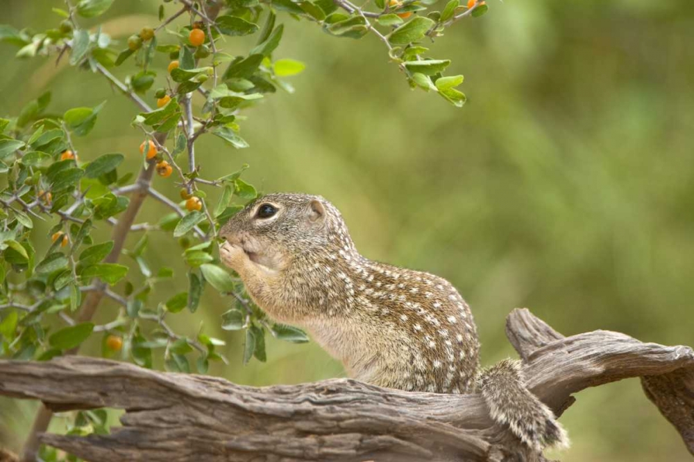 Wall Art Painting id:135799, Name: Texas, Mexican ground squirrel eating leaf, Artist: Welling, Dave