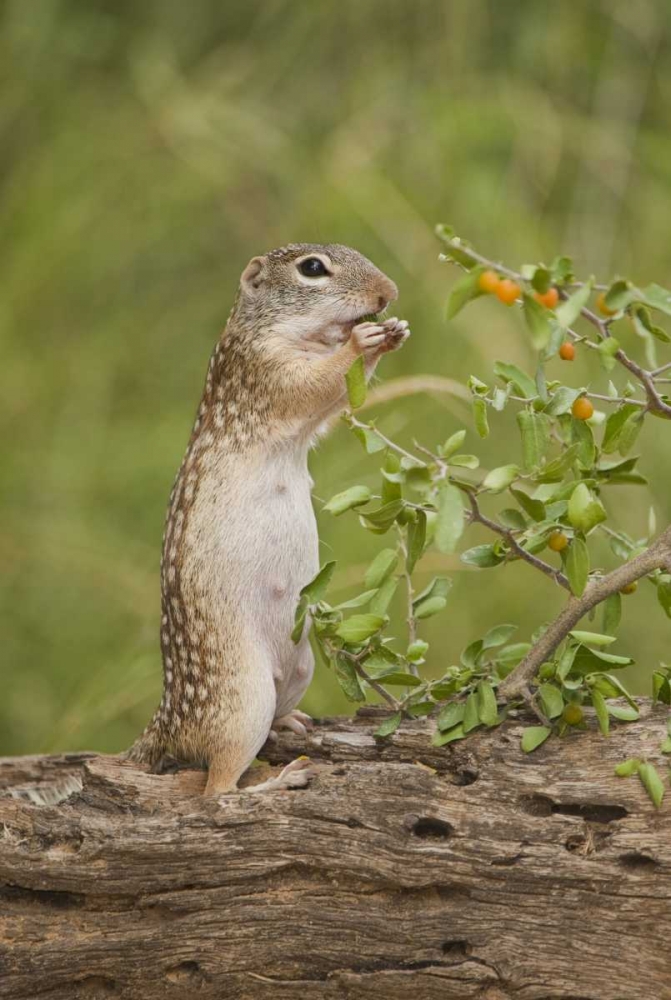 Wall Art Painting id:135800, Name: Texas, Mexican ground squirrel eating leaf, Artist: Welling, Dave