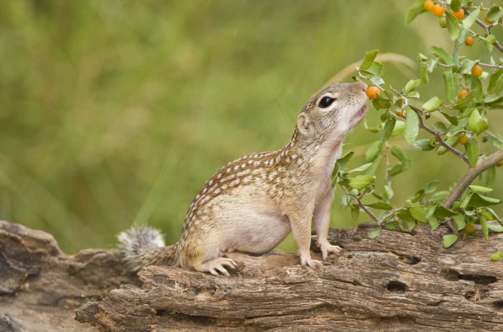 Wall Art Painting id:135871, Name: TX, Rio Grande Valley Mexican ground squirrel, Artist: Welling, Dave