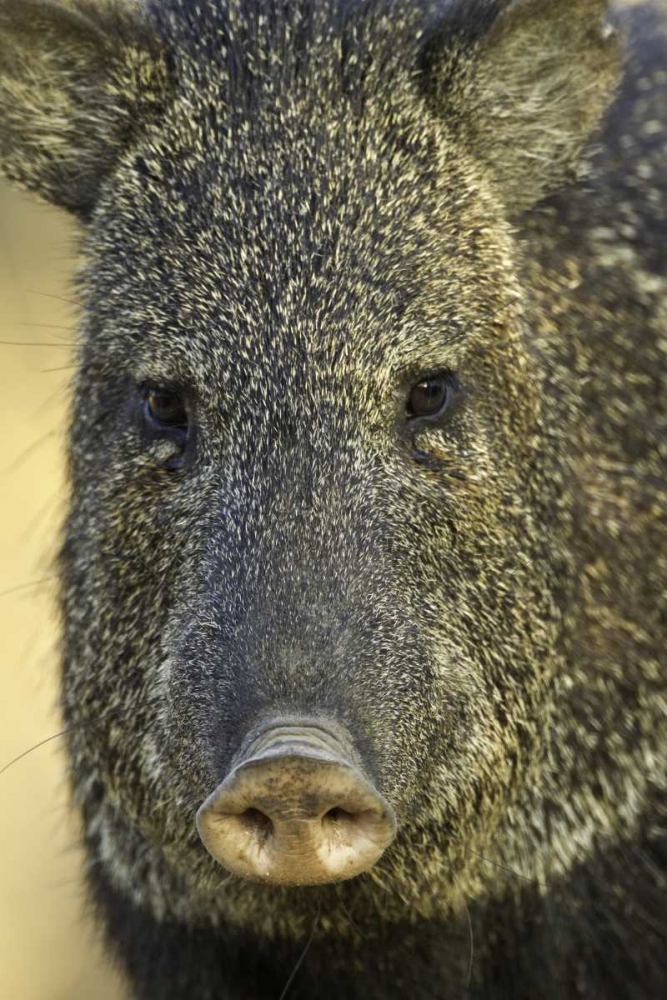 Wall Art Painting id:130834, Name: Texas Frontal view of collard peccary, Artist: Lord, Fred