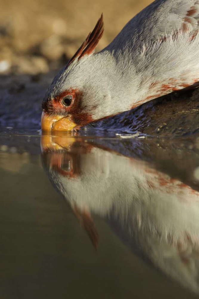 Wall Art Painting id:130829, Name: Texas Male pyrrhuloxis bird drinking, Artist: Lord, Fred