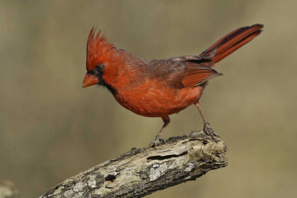 Wall Art Painting id:130823, Name: Texas Northern cardinal on branch, Artist: Lord, Fred