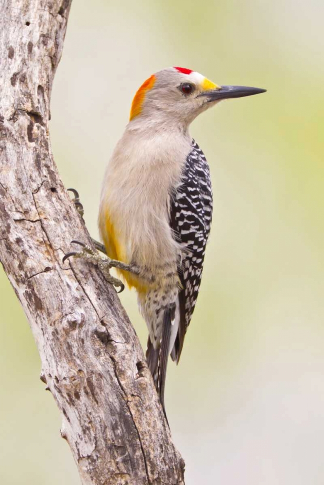 Wall Art Painting id:130989, Name: TX, Mission Golden-fronted woodpecker on branch, Artist: Lord, Fred