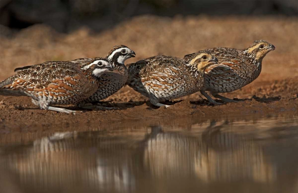 Wall Art Painting id:135794, Name: Texas Northern bobwhites gather at a pond, Artist: Welling, Dave