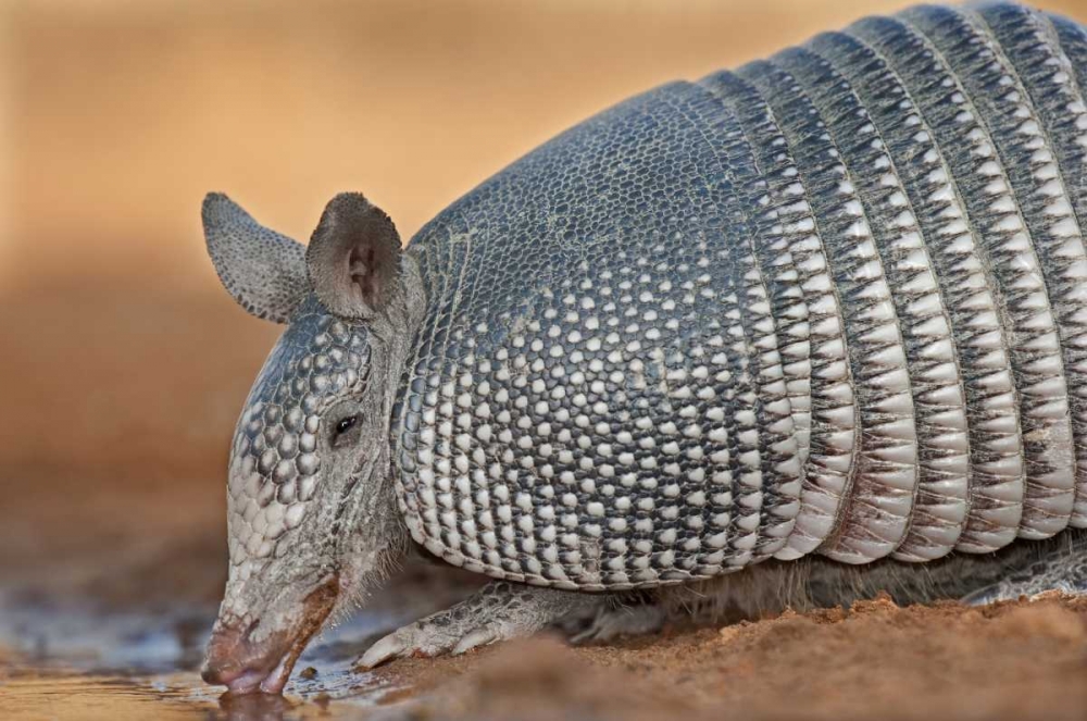 Wall Art Painting id:135798, Name: Texas Wild nine-banded armadillo drinking, Artist: Welling, Dave