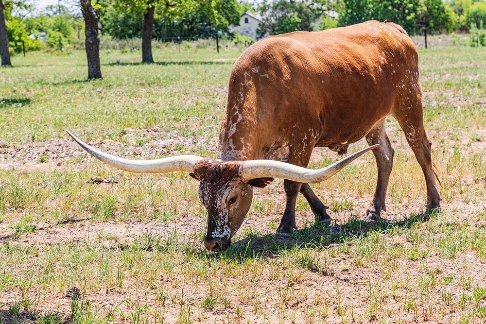 Wall Art Painting id:520048, Name: Marble Falls-Texas-USA-Longhorn cattle in the Texas Hill Country, Artist: Wilson, Emily