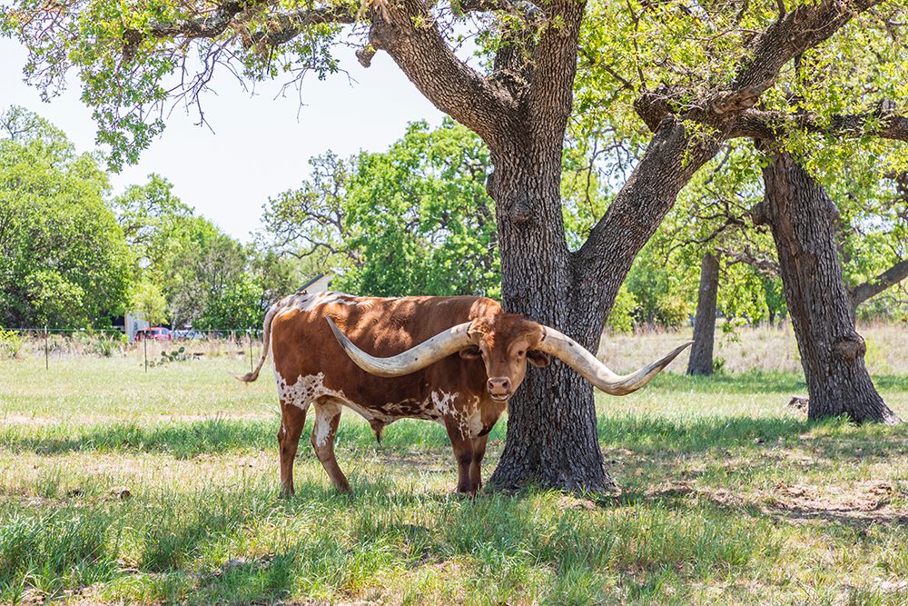 Wall Art Painting id:520049, Name: Marble Falls-Texas-USA-Longhorn cattle in the Texas Hill Country, Artist: Wilson, Emily