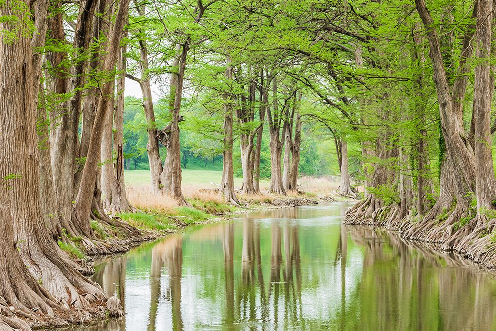 Wall Art Painting id:520060, Name: Waring-Texas-USA-Trees along the Guadalupe River in the Texas Hill Country, Artist: Wilson, Emily