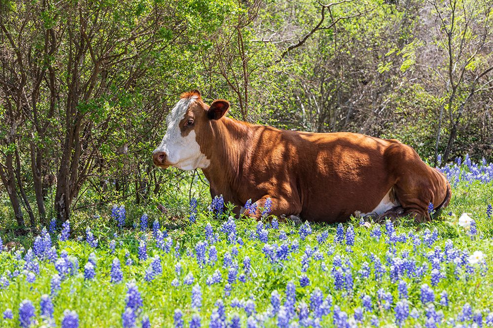 Wall Art Painting id:520063, Name: Johnson City-Texas-USA-Cow in bluebonnet wildflowers in the Texas Hill Country, Artist: Wilson, Emily