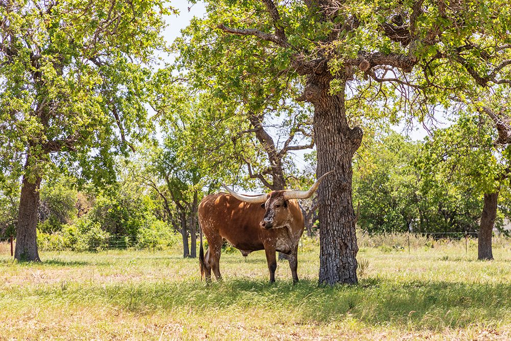 Wall Art Painting id:520070, Name: Marble Falls-Texas-USA-Longhorn cattle in the Texas Hill Country, Artist: Wilson, Emily