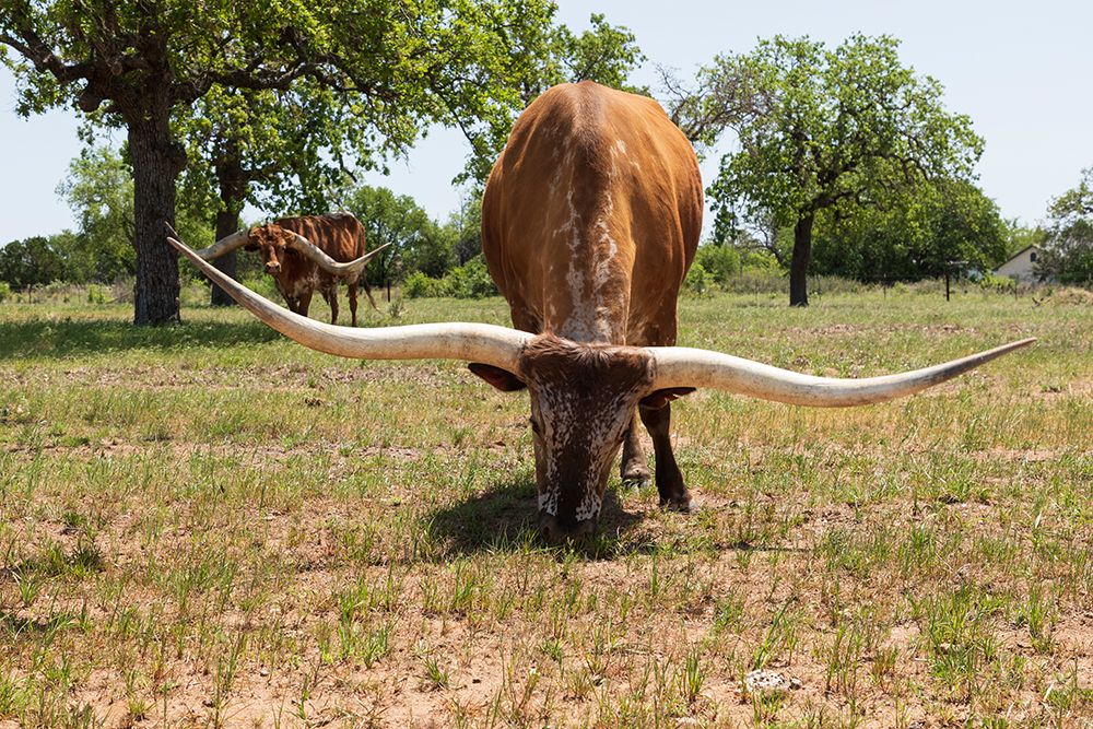 Wall Art Painting id:520071, Name: Marble Falls-Texas-USA-Longhorn cattle in the Texas Hill Country, Artist: Wilson, Emily