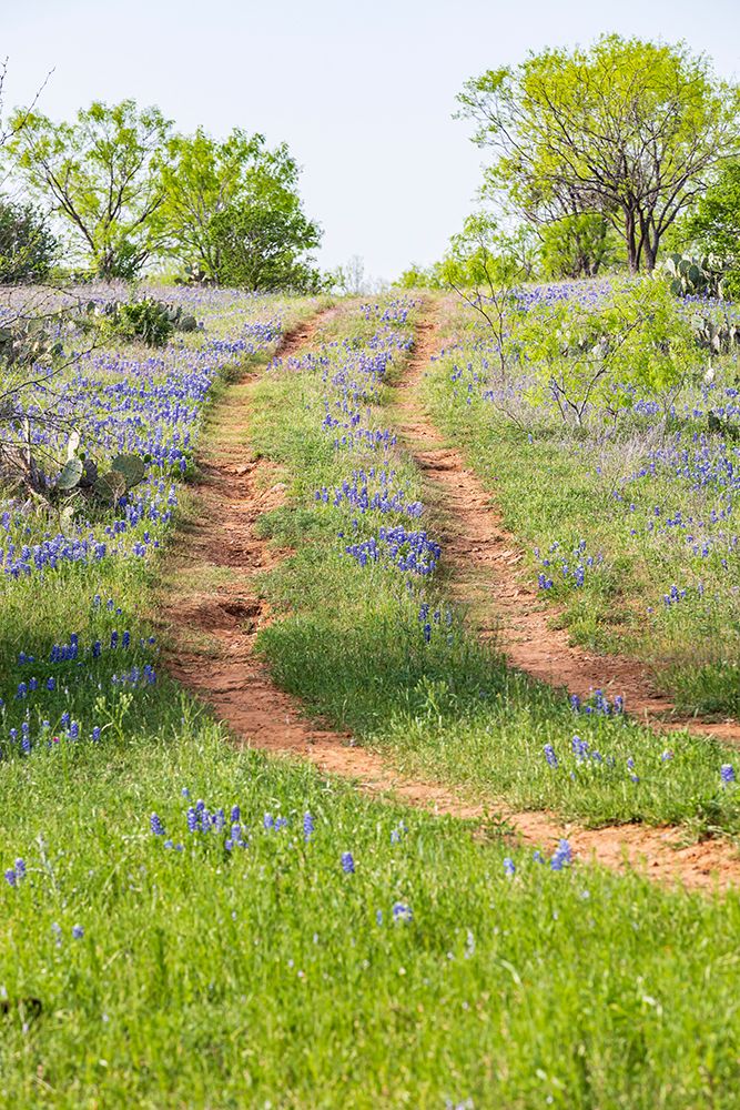 Wall Art Painting id:520076, Name: Llano-Texas-USA-Two rut road through bluebonnets in the Texas Hill Country, Artist: Wilson, Emily