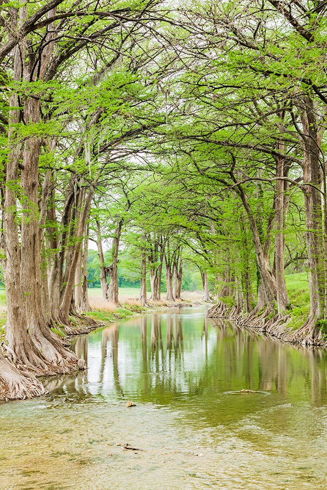 Wall Art Painting id:520098, Name: Waring-Texas-USA-Trees along the Guadalupe River in the Texas Hill Country, Artist: Wilson, Emily