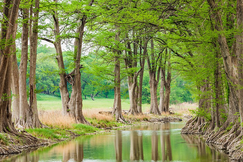 Wall Art Painting id:520099, Name: Waring-Texas-USA-Trees along the Guadalupe River in the Texas Hill Country, Artist: Wilson, Emily