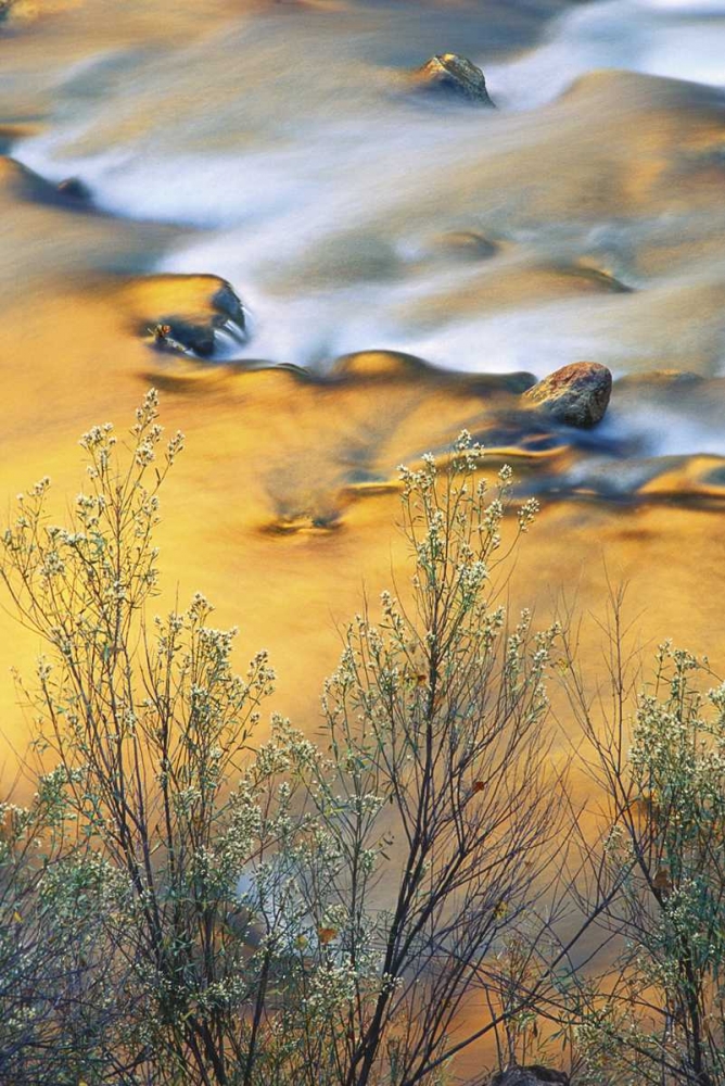 Wall Art Painting id:134134, Name: UT, Zion NP, Virgin River With Canyon Reflections, Artist: Rotenberg, Nancy