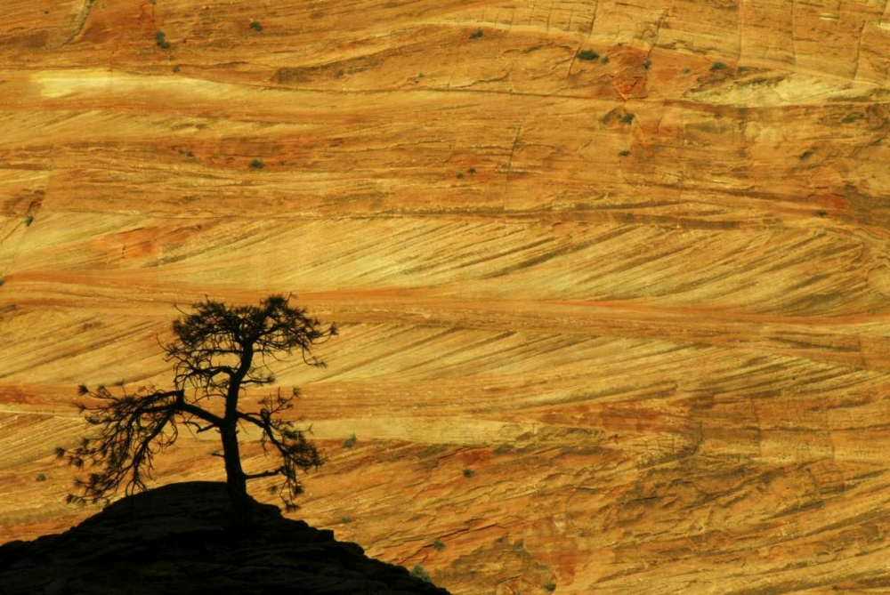 Wall Art Painting id:130111, Name: UT, Zion NP The silhouette of a small tree, Artist: Kaveney, Wendy