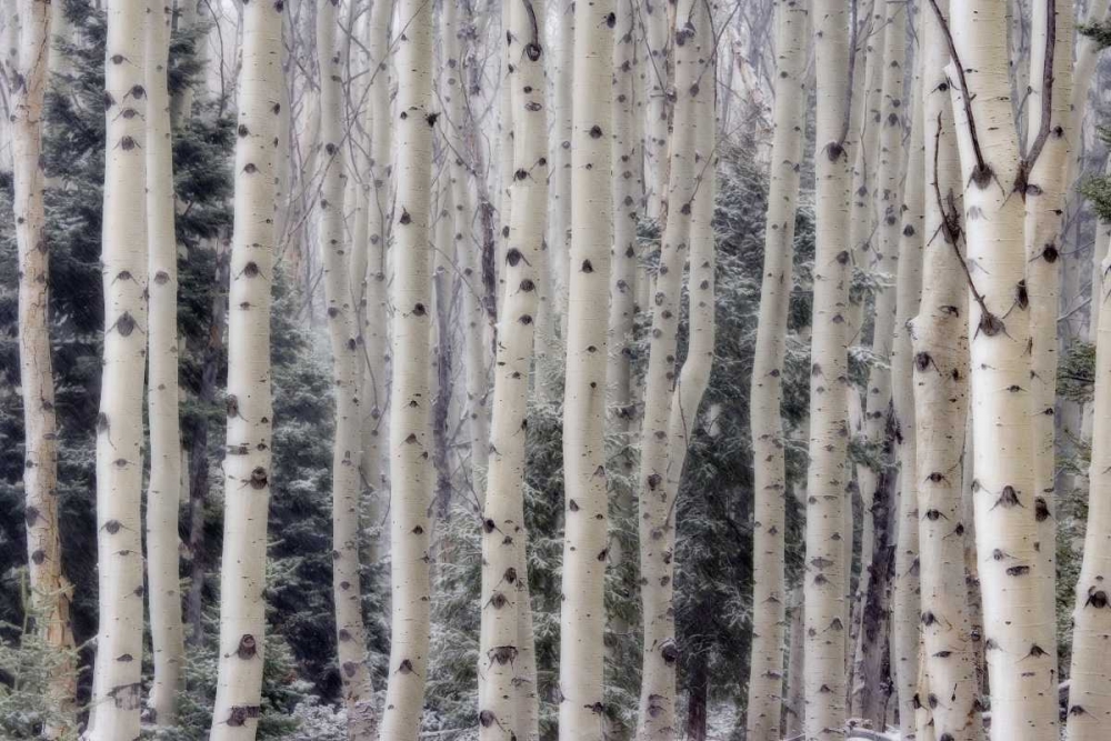 Wall Art Painting id:132608, Name: USA, Utah Aspen trees in Hells Backbone area, Artist: Paulson, Don