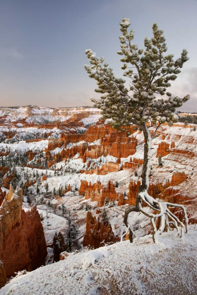 Wall Art Painting id:131779, Name: Utah, View of Bryce Canyon in winter, Artist: Paulson, Don