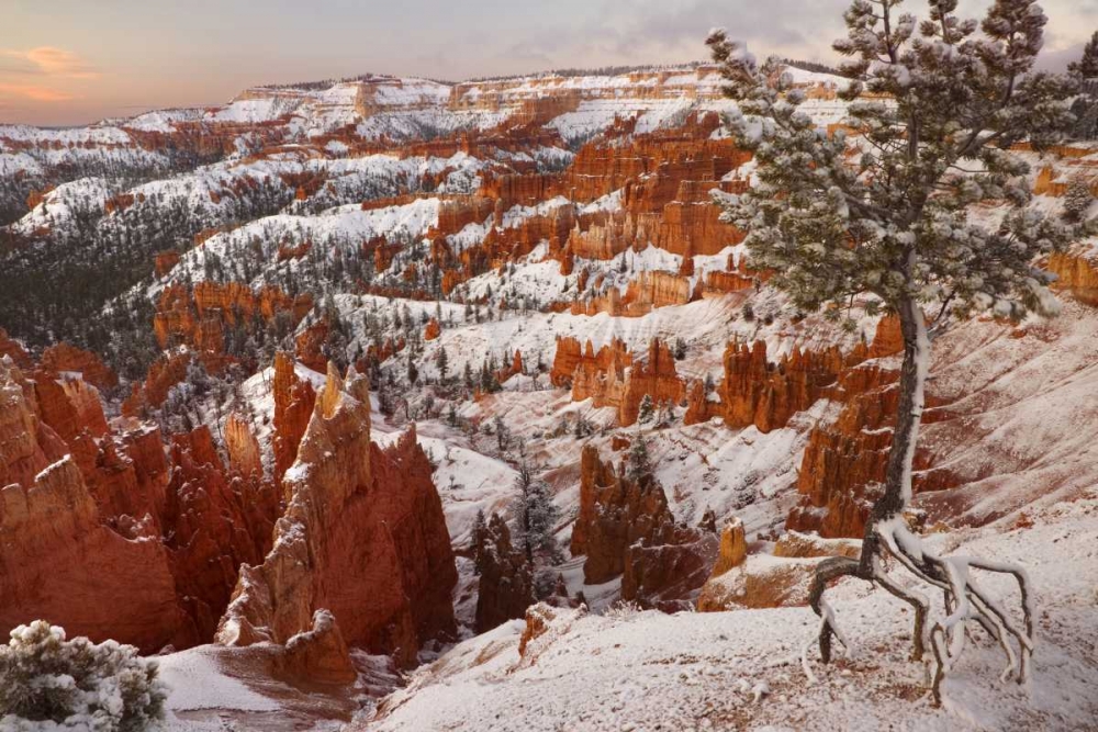 Wall Art Painting id:131780, Name: Utah, View of Bryce Canyon in winter, Artist: Paulson, Don