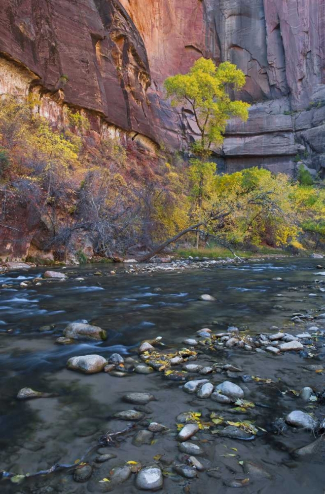 Wall Art Painting id:133970, Name: UT, Zion NP The Narrows with cottonwood trees, Artist: Rotenberg, Nancy