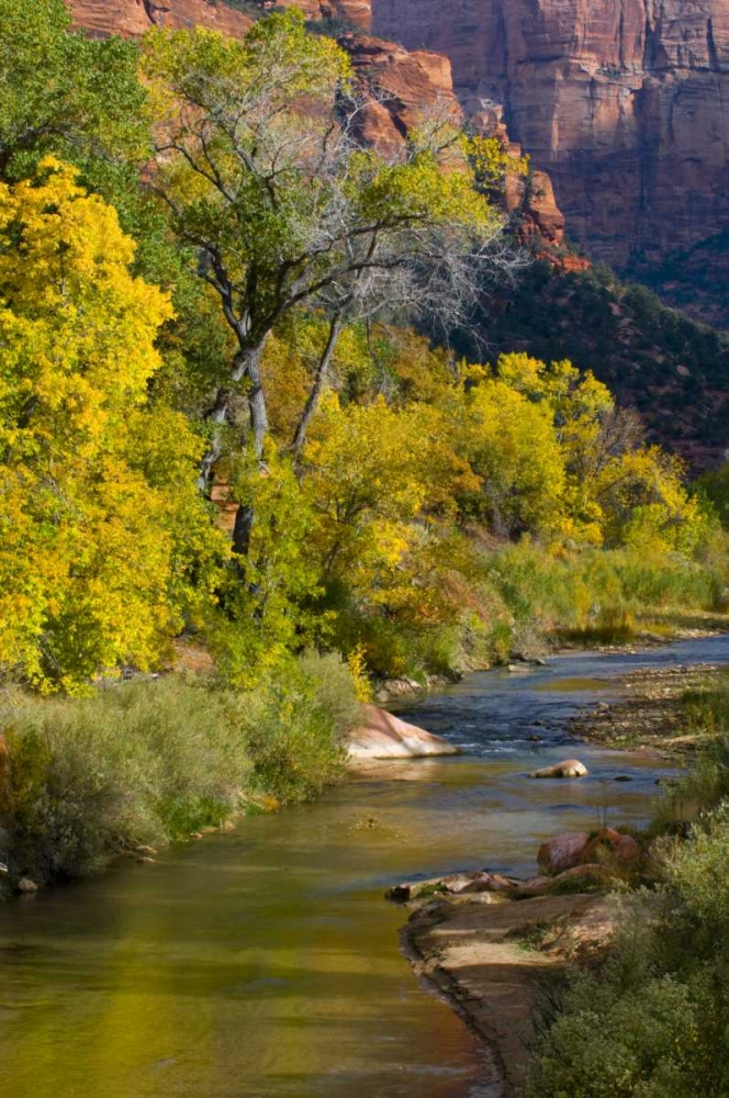 Wall Art Painting id:133965, Name: UT, Zion NP Virgin River and cottonwood trees, Artist: Rotenberg, Nancy