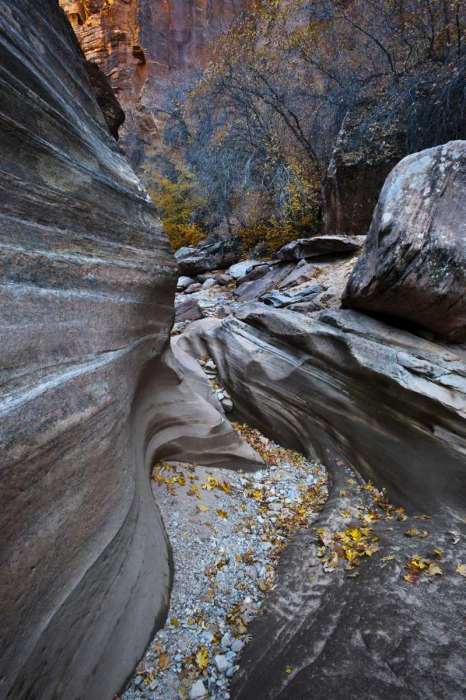 Wall Art Painting id:133833, Name: UT, Zion NP Canyon in fall along a Highway, Artist: Rotenberg, Nancy