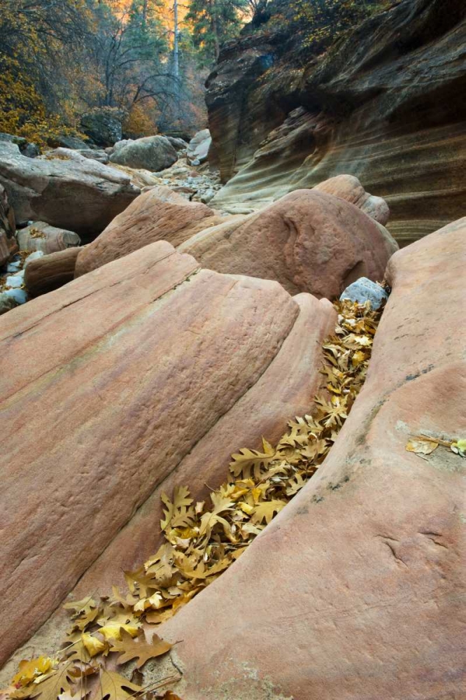 Wall Art Painting id:133867, Name: UT, Zion NP Canyon walls with fallen leaves, Artist: Rotenberg, Nancy