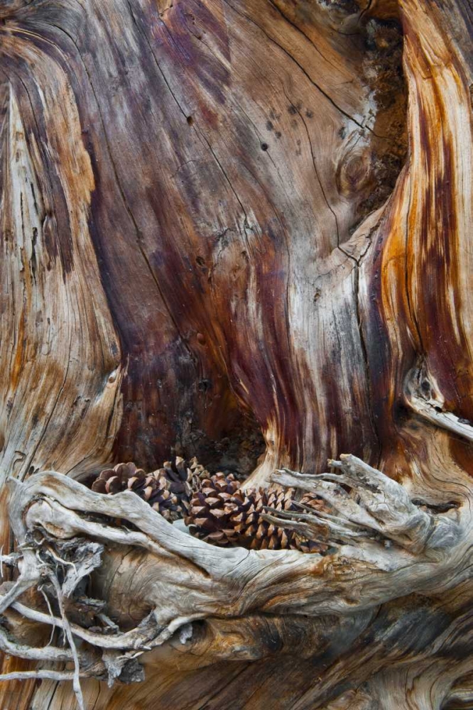 Wall Art Painting id:134037, Name: USA, Utah, Zion NP Trunk with fallen pine cones, Artist: Rotenberg, Nancy
