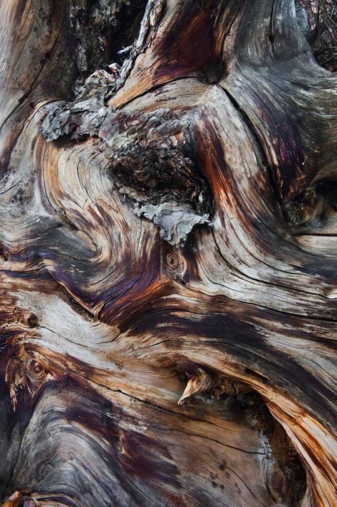 Wall Art Painting id:133811, Name: USA, Utah, Zion NP Gnarled dead tree stump, Artist: Rotenberg, Nancy