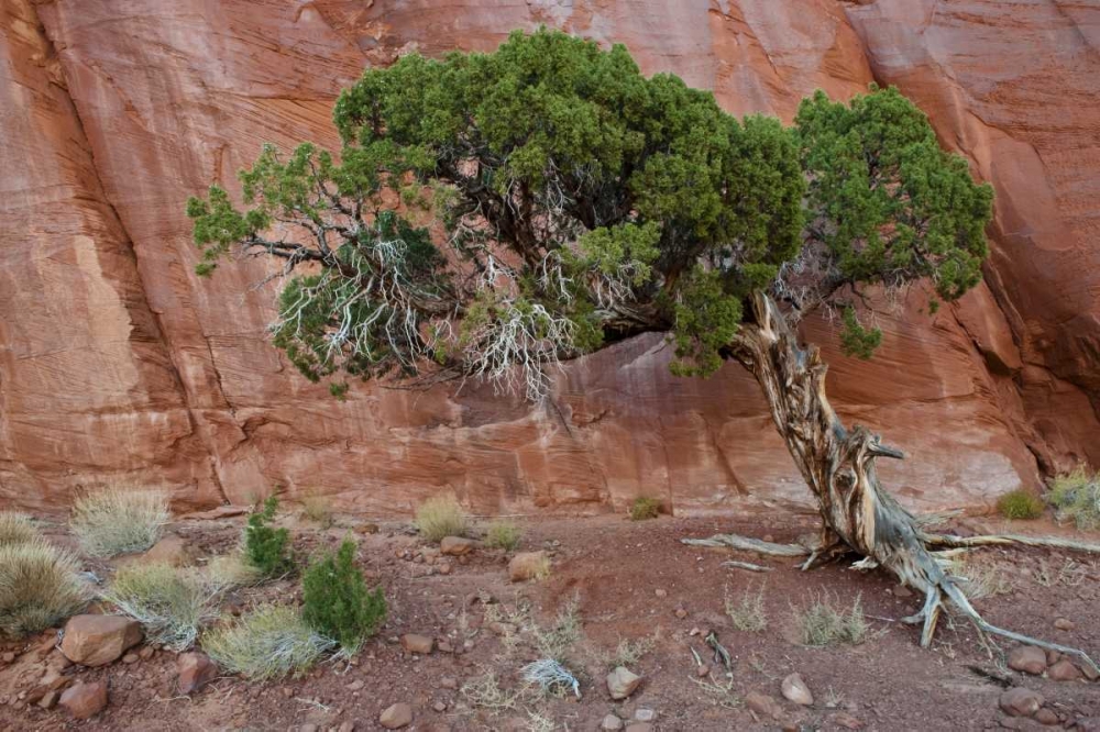 Wall Art Painting id:134077, Name: UT, Monument Valley Juniper tree in barren land, Artist: Rotenberg, Nancy