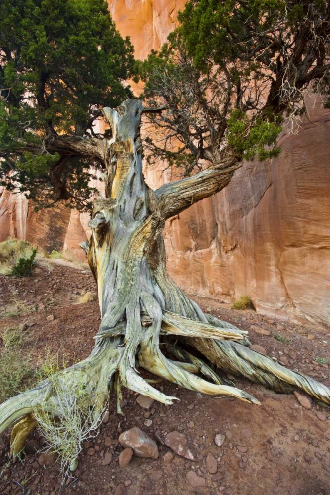 Wall Art Painting id:134078, Name: UT, Monument Valley Juniper tree in barren land, Artist: Rotenberg, Nancy