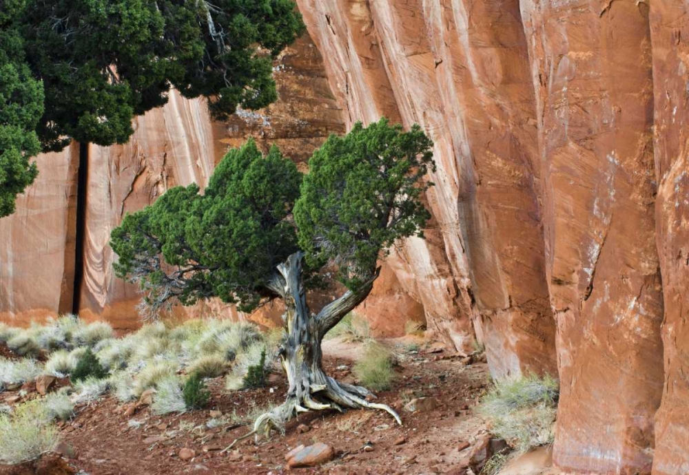 Wall Art Painting id:134074, Name: UT, Monument Valley Juniper in sandstone canyon, Artist: Rotenberg, Nancy