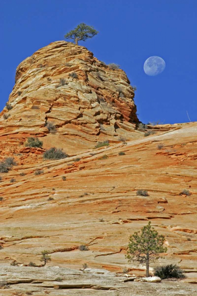 Wall Art Painting id:128832, Name: UT, Zion NP Moonset on rock formation, Artist: Illg, Cathy and Gordon