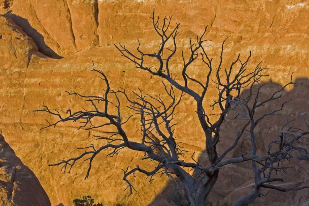 Wall Art Painting id:129345, Name: UT, Arches NP Juniper tree skeleton at sunset, Artist: Illg, Cathy and Gordon