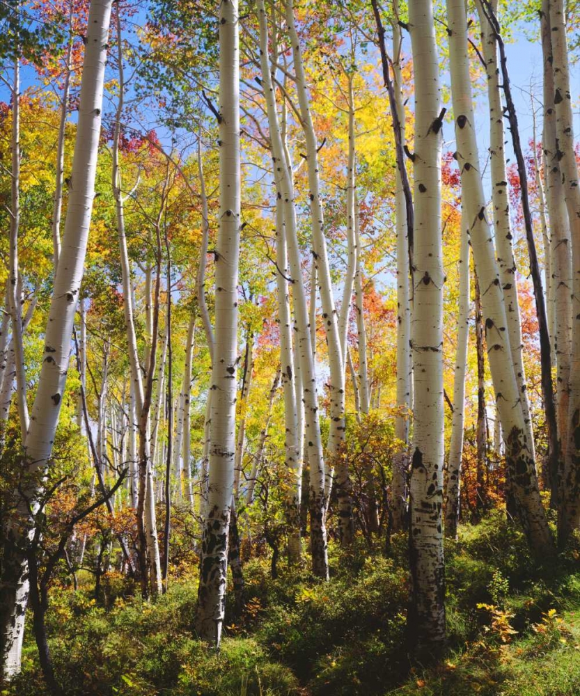 Wall Art Painting id:134708, Name: USA, Utah, Fall colors of Aspen trees, Artist: Talbot Frank, Christopher