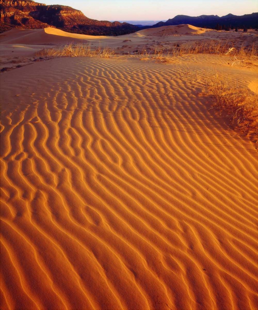 Wall Art Painting id:134798, Name: USA, Utah Coral Pink Sand Dunes at sunset, Artist: Talbot Frank, Christopher